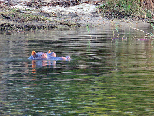 Rino im Sambezi