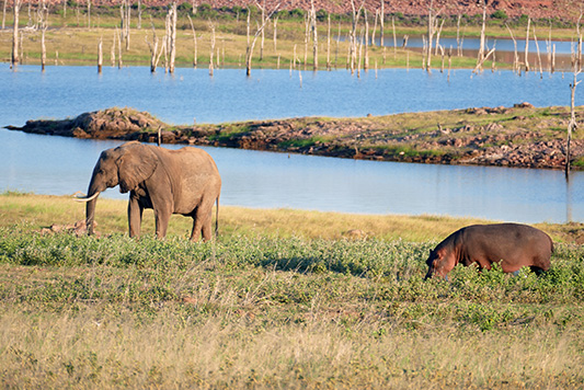 Toruismus Elefant und Hippo am Lake Kariba